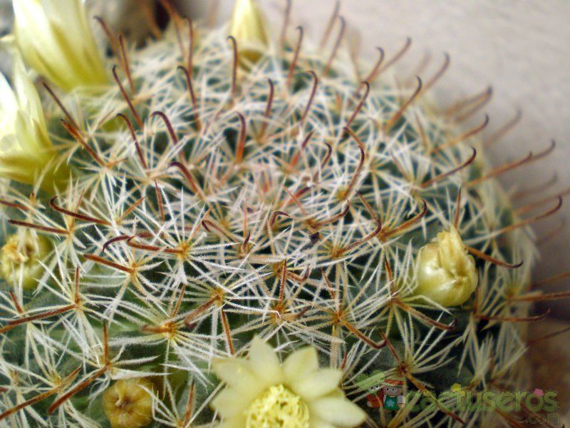 A photo of Mammillaria nana