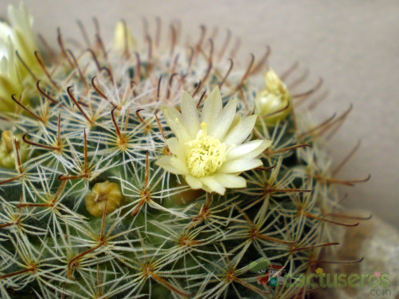 A photo of Mammillaria nana