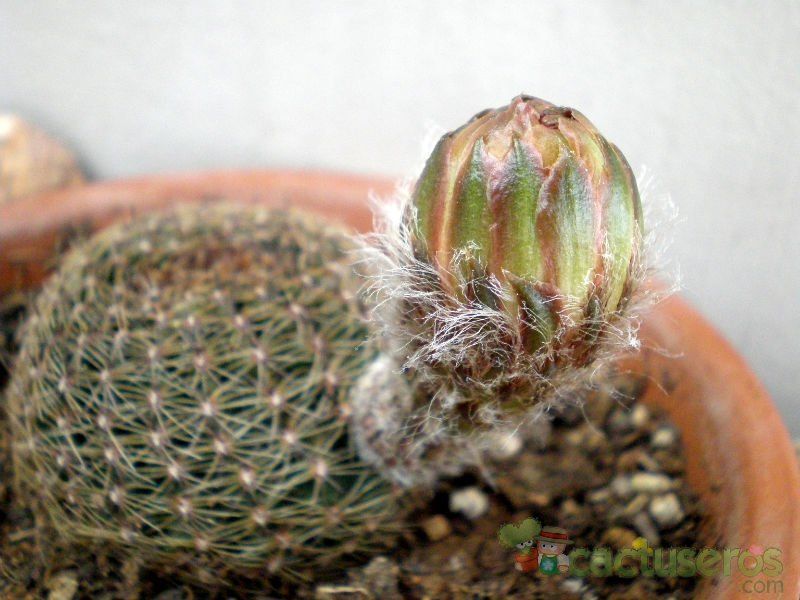 A photo of Echinopsis densispina