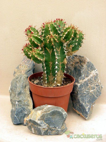 Una foto de Euphorbia officinarum