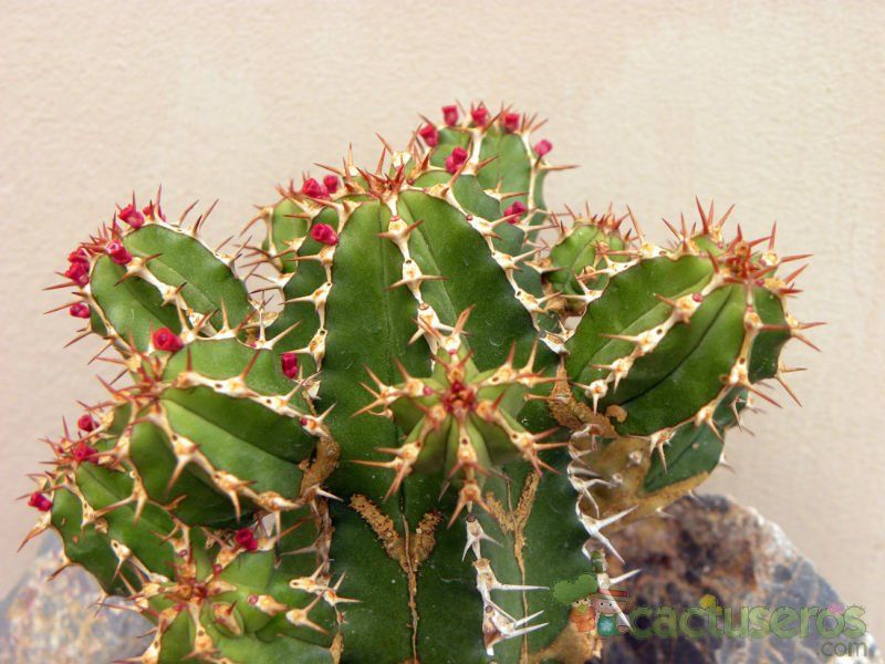 Una foto de Euphorbia officinarum