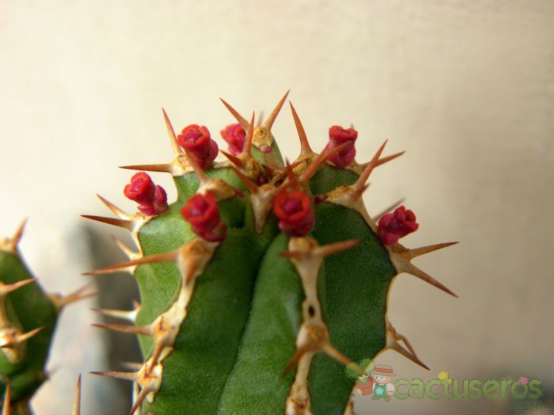 Una foto de Euphorbia officinarum