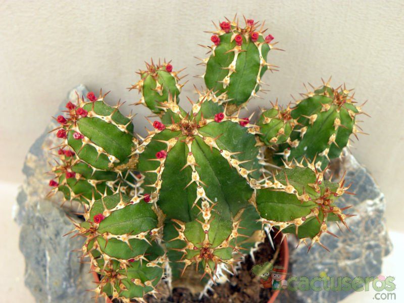Una foto de Euphorbia officinarum