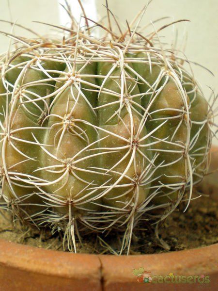 A photo of Parodia crassigibba
