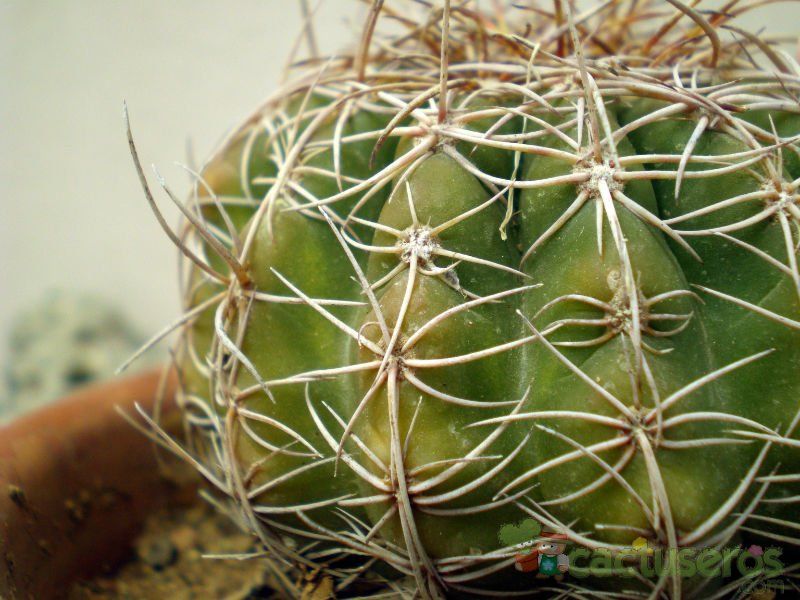 A photo of Parodia crassigibba
