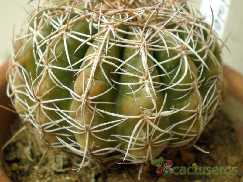 A photo of Parodia crassigibba