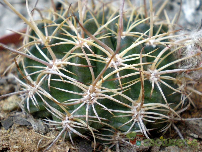 A photo of Echinopsis ferox