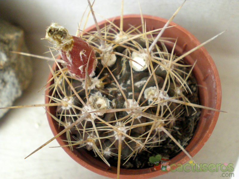 A photo of Eriosyce heinrichiana