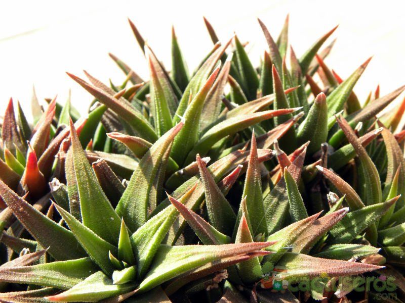 A photo of Haworthia attenuata var. radula