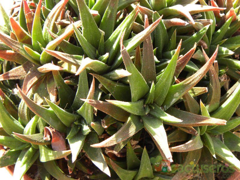 A photo of Haworthia attenuata var. radula