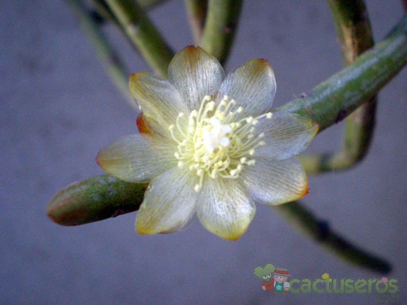 Una foto de Rhipsalis grandiflora