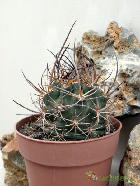A photo of Echinopsis haematantha