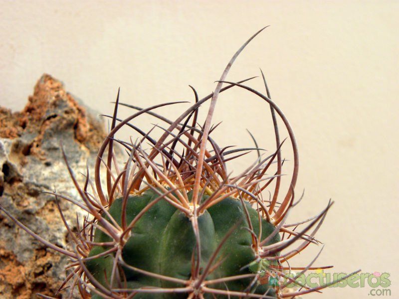 Una foto de Echinopsis haematantha