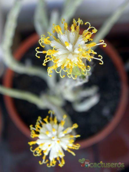 A photo of Kleinia anteuphorbium