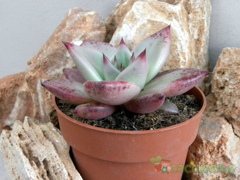 A photo of Echeveria agavoides 