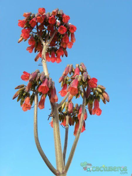 A photo of Bryophyllum x houghtonii
