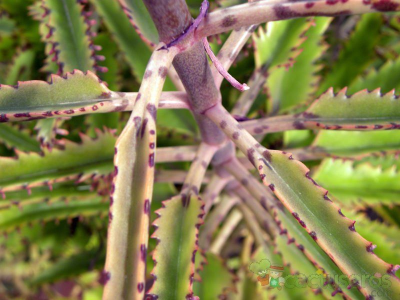 A photo of Bryophyllum x houghtonii