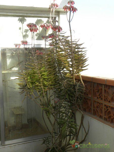 A photo of Bryophyllum x houghtonii