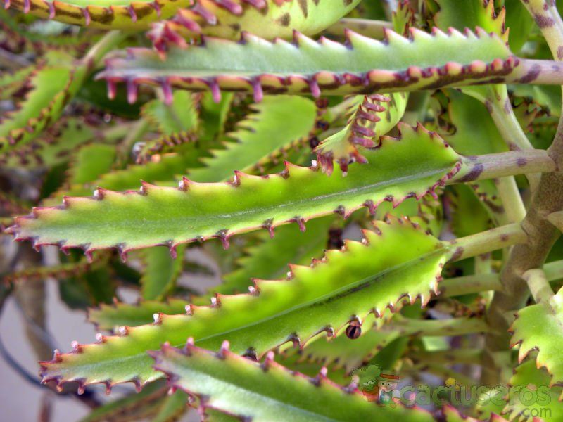 A photo of Bryophyllum x houghtonii