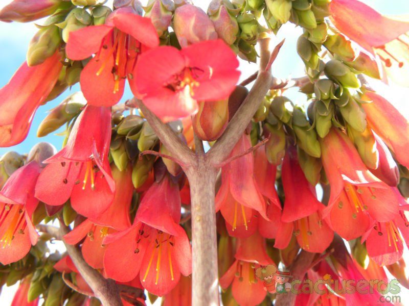 A photo of Bryophyllum x houghtonii