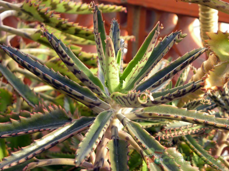 A photo of Bryophyllum x houghtonii