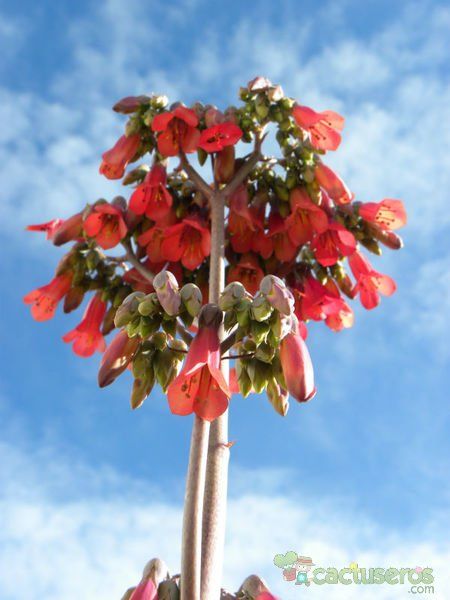 A photo of Bryophyllum x houghtonii