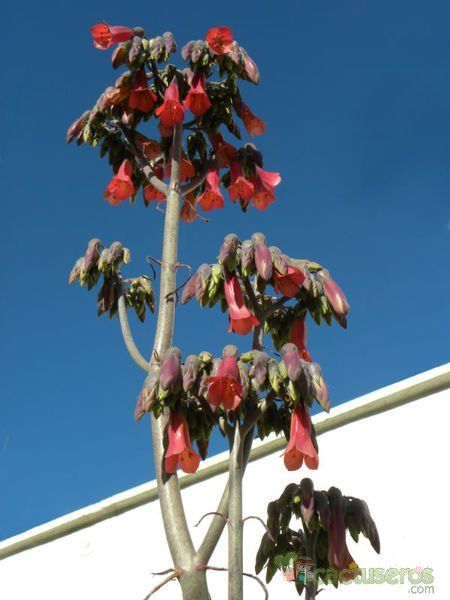 A photo of Bryophyllum x houghtonii