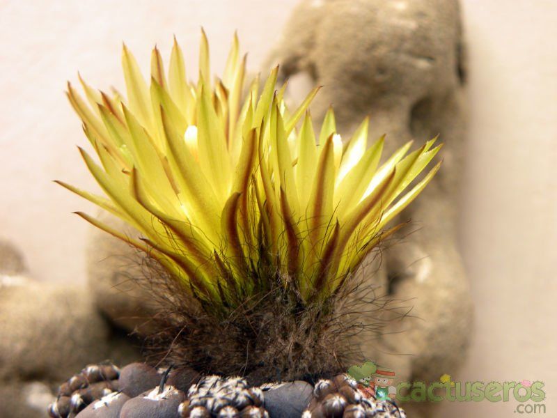 A photo of Eriosyce napina