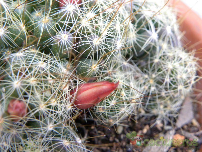 Una foto de Mammillaria surculosa