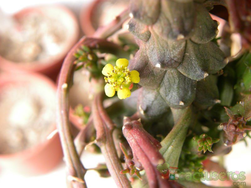 Una foto de Euphorbia flanaganii