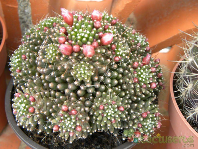 A photo of Mammillaria crinita ssp crinita fma. monstruosa