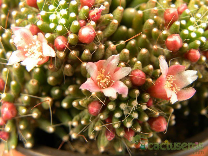 A photo of Mammillaria crinita ssp crinita fma. monstruosa