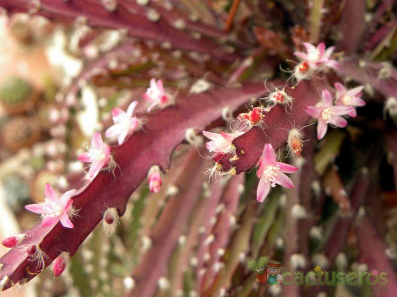Una foto de Lepismium cruciforme