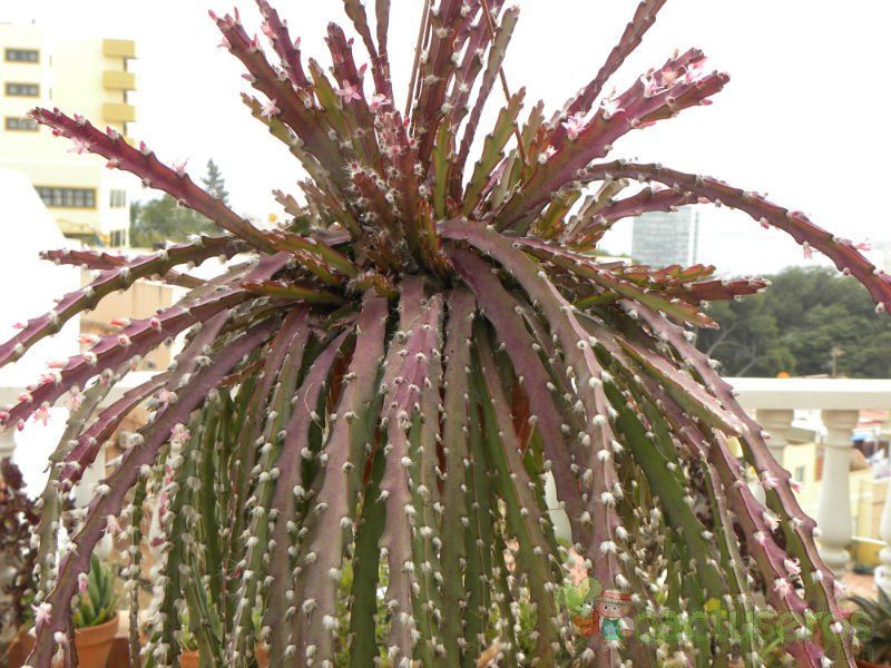 Una foto de Lepismium cruciforme