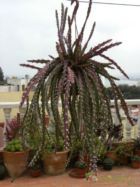 Una foto de Lepismium cruciforme