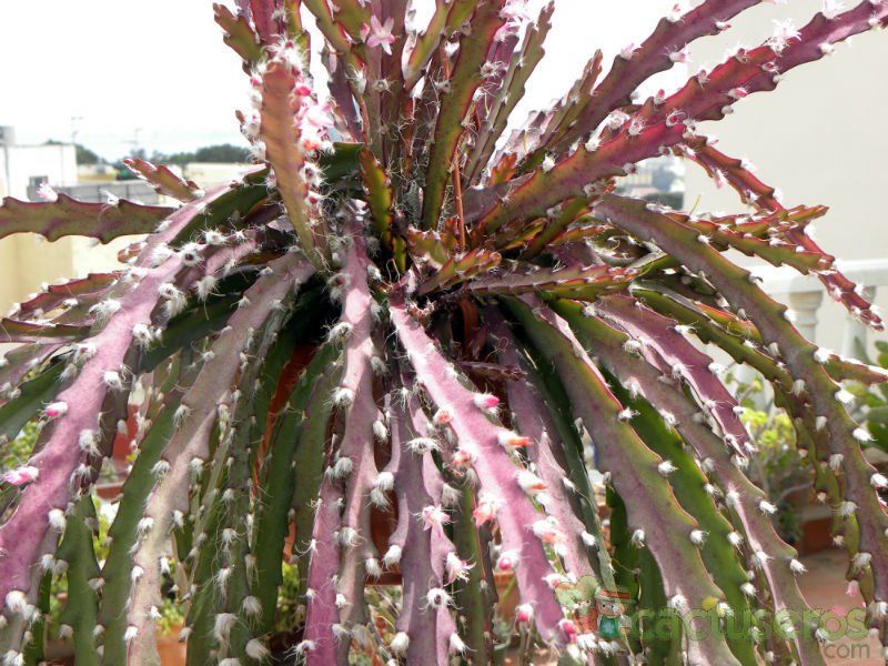 Una foto de Lepismium cruciforme