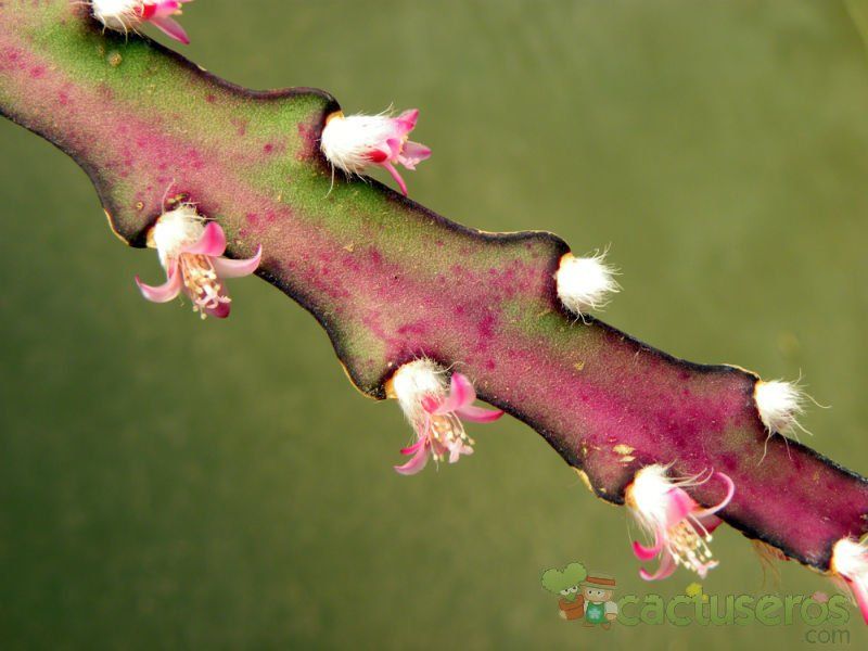 Una foto de Lepismium cruciforme