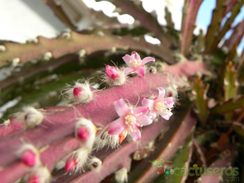 Una foto de Lepismium cruciforme