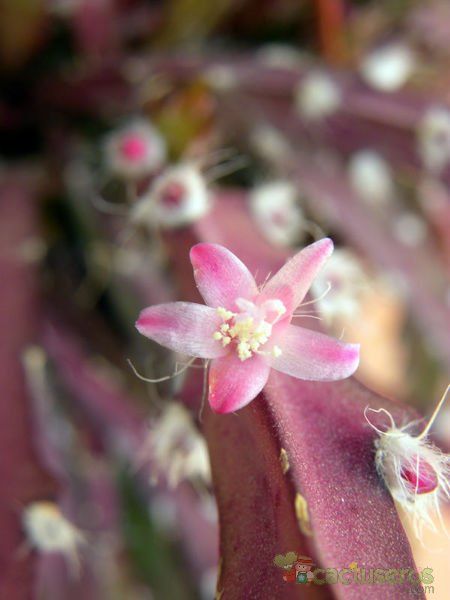 Una foto de Lepismium cruciforme
