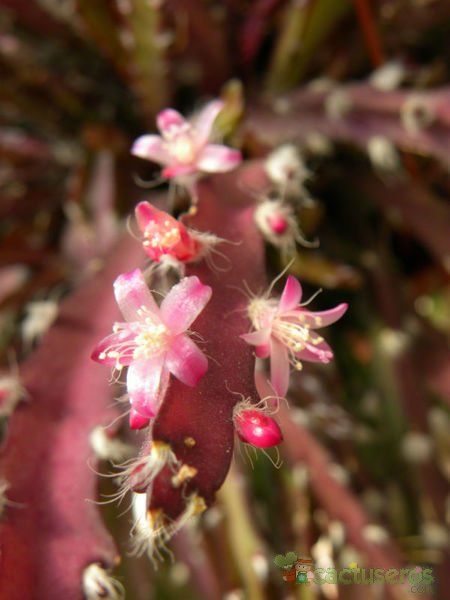 Una foto de Lepismium cruciforme