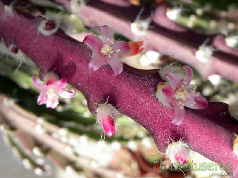 Una foto de Lepismium cruciforme