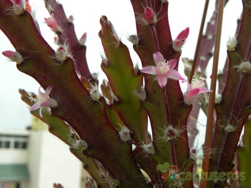 Una foto de Lepismium cruciforme