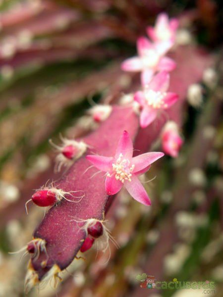 Una foto de Lepismium cruciforme