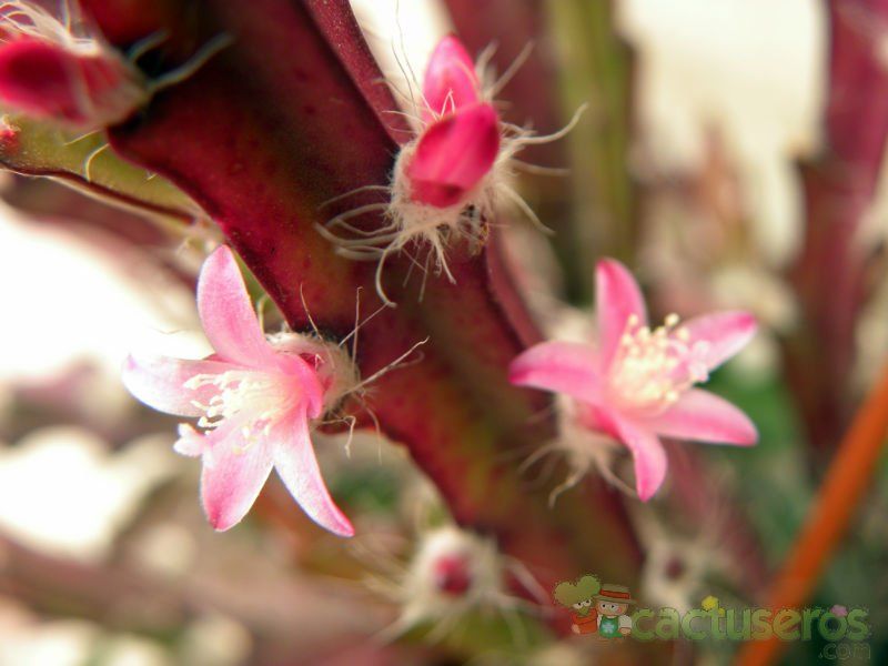 Una foto de Lepismium cruciforme