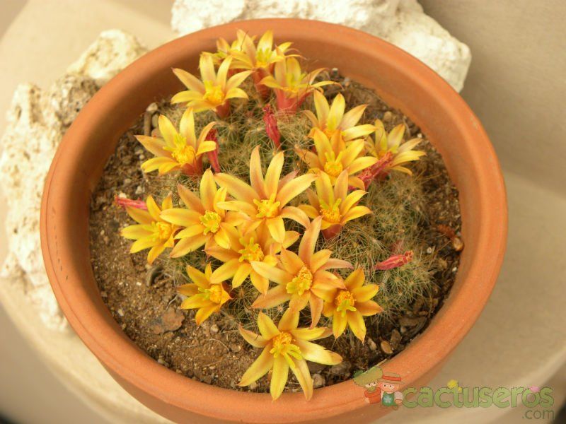 A photo of Mammillaria surculosa