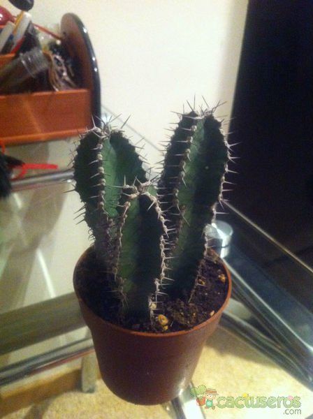 A photo of Euphorbia polyacantha