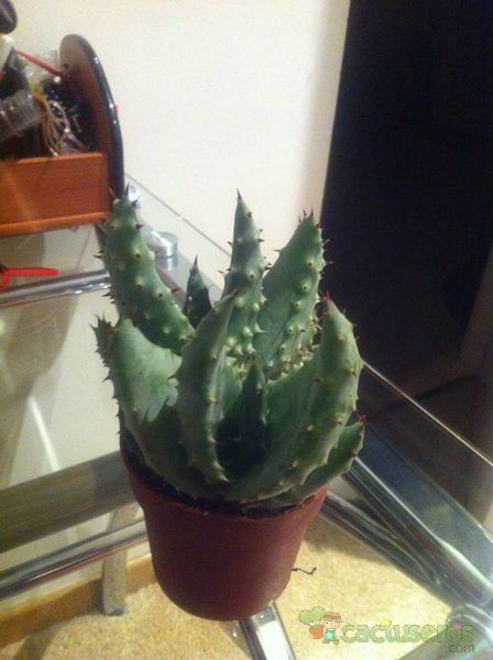 Una foto de Aloe aculeata