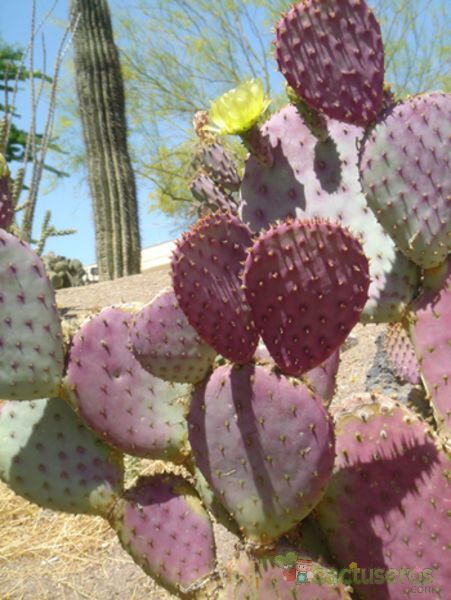 A photo of Opuntia santarita