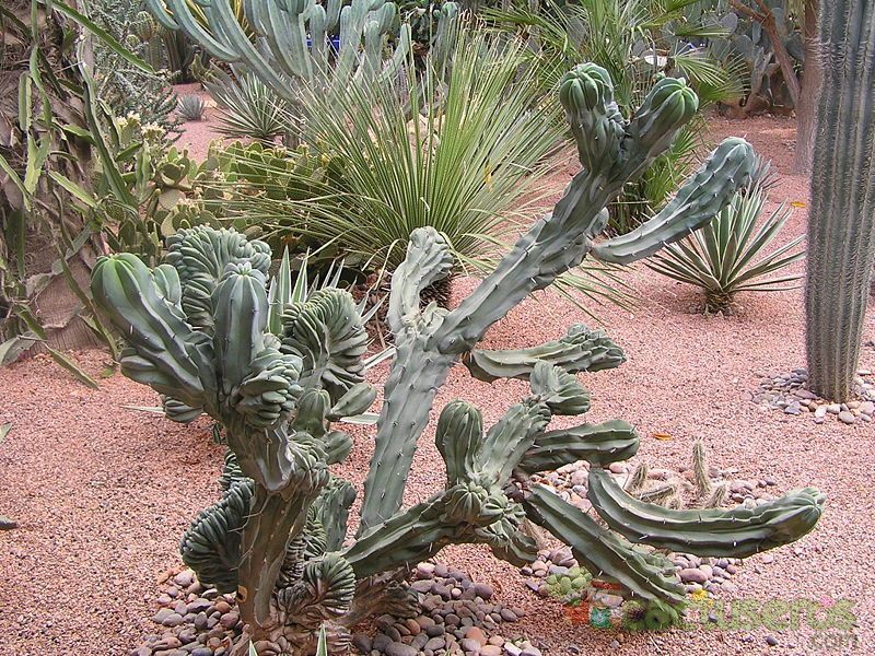 A photo of Myrtillocactus geometrizans