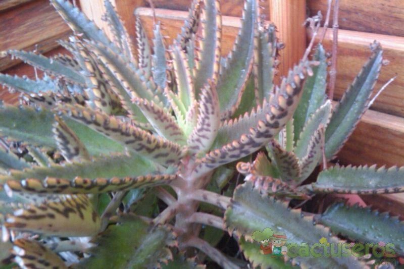 A photo of Bryophyllum x houghtonii